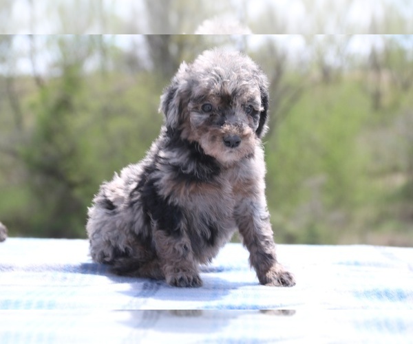 Medium Photo #10 Aussiedoodle Puppy For Sale in UNION CITY, TN, USA