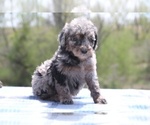 Small Photo #10 Aussiedoodle Puppy For Sale in UNION CITY, TN, USA