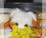 Small Photo #1 Schnauzer (Miniature) Puppy For Sale in WINDYVILLE, MO, USA