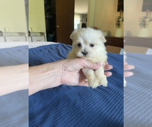 Maltese Puppy for Sale in SYLVA, North Carolina USA