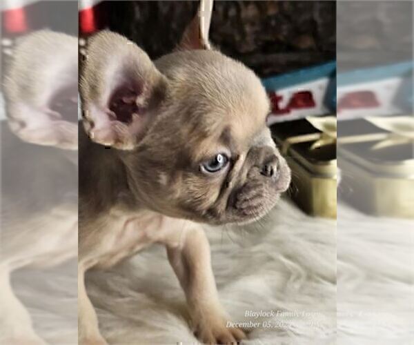 Medium Photo #11 French Bulldog Puppy For Sale in MIAMI, FL, USA