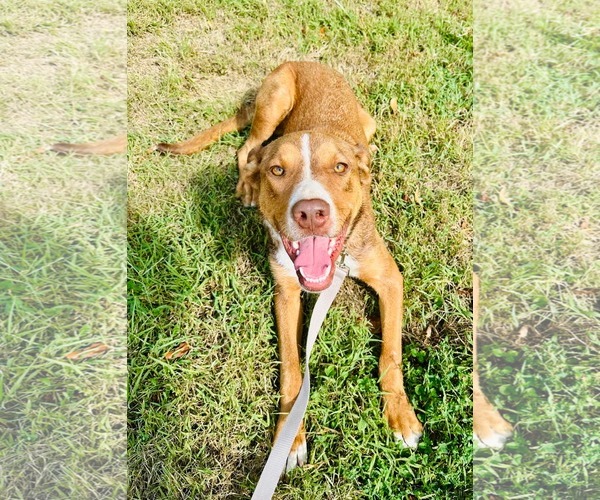 Medium Photo #1 Mutt Puppy For Sale in Westwood, NJ, USA