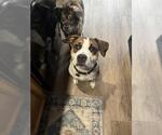 Small #2 American Pit Bull Terrier Mix