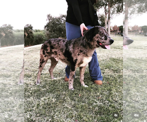Father of the Australian Shepherd-Saint Bernard Mix puppies born on 11/26/2025