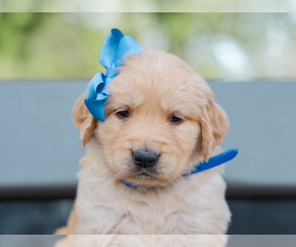 Medium Photo #5 Golden Retriever Puppy For Sale in LIBERTY, KY, USA