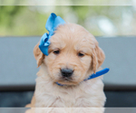 Small #4 Golden Retriever