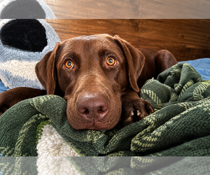 Labrador Retriever Dogs for adoption in Clovis, CA, USA