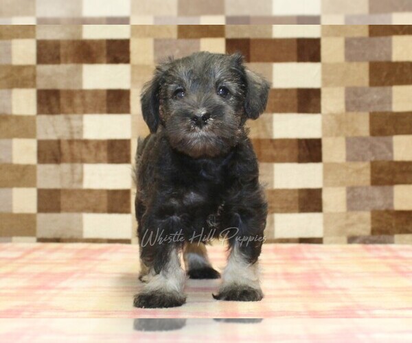 Medium Photo #3 Schnauzer (Miniature) Puppy For Sale in DENVER, PA, USA