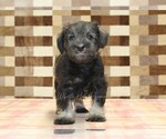 Small #2 Schnauzer (Miniature)