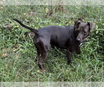 Small #3 Mutt