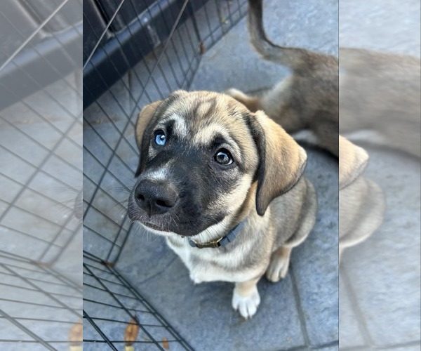 Medium Photo #4 Huskies -Labrador Retriever Mix Puppy For Sale in Mechanicsburg, PA, USA