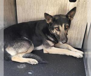 German Shepherd Dog Dogs for adoption in San Antonio, TX, USA
