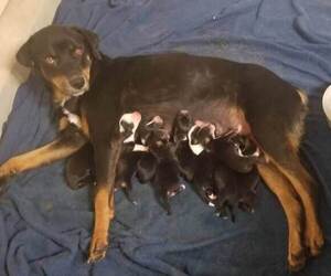 Rottweiler-Siberian Husky Mix Puppy for sale in LOS BANOS, CA, USA