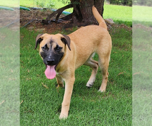 Medium Photo #13 Black Mouth Cur-Unknown Mix Puppy For Sale in Brewster, NY, USA