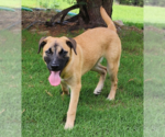 Small #12 Black Mouth Cur Mix