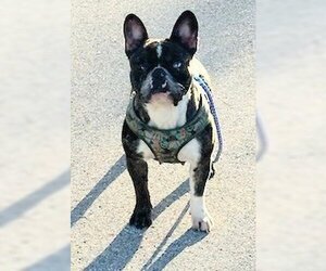 French Bulldog Dogs for adoption in Oakland Park, FL, USA