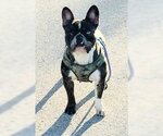 Small Photo #1 French Bulldog Puppy For Sale in Oakland Park, FL, USA