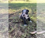 Small #11 Boston Terrier