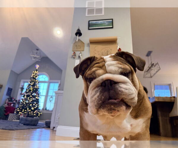 Medium Photo #4 Bulldog Puppy For Sale in Oak Bluffs, MA, USA