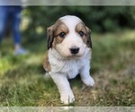 Small Photo #16 Great Bernese Puppy For Sale in ELGIN, OR, USA