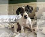 Small #9 Australian Shepherd Mix