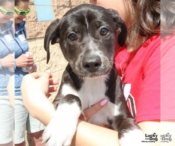 Medium Photo #4 Labrador Retriever-Unknown Mix Puppy For Sale in Washington, DC, USA