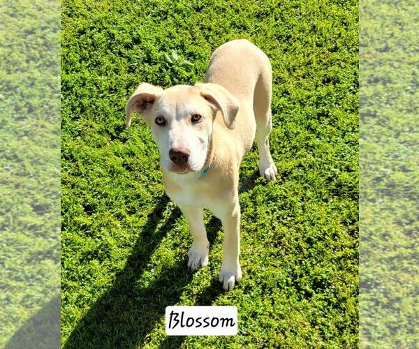 Medium Photo #2  Puppy For Sale in , 