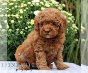 Poodle (Toy) Puppy for sale in EAST EARL, PA, USA