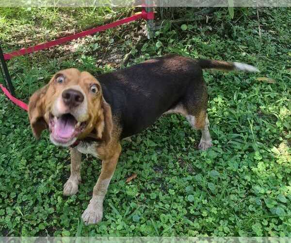 Medium Photo #12 Beagle Puppy For Sale in Dunnellon, FL, USA