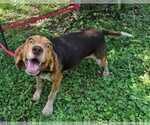 Small Photo #12 Beagle Puppy For Sale in Dunnellon, FL, USA