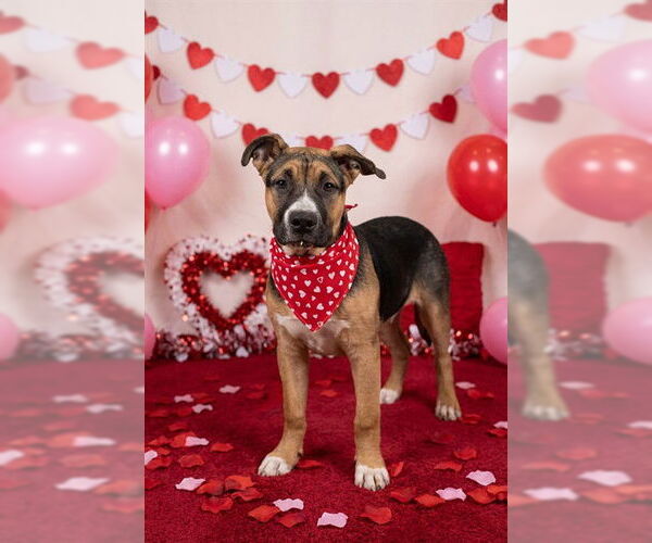 Medium Photo #1 American Bulldog-German Shepherd Dog Mix Puppy For Sale in Belleville, IL, USA