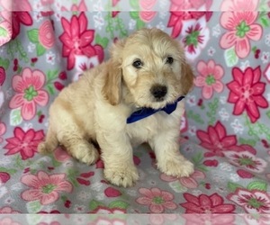 Goldendoodle (Miniature) Puppy for sale in LANCASTER, PA, USA
