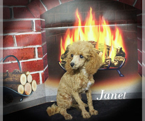 Poodle (Toy) Puppy for sale in CHANUTE, KS, USA