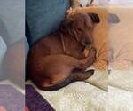 Small #2 Basset Hound-Labrador Retriever Mix