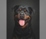 Small #7 Rottweiler