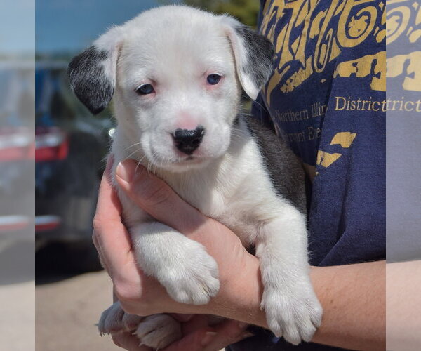 Medium Photo #3 American Bulldog-Unknown Mix Puppy For Sale in Huntley, IL, USA