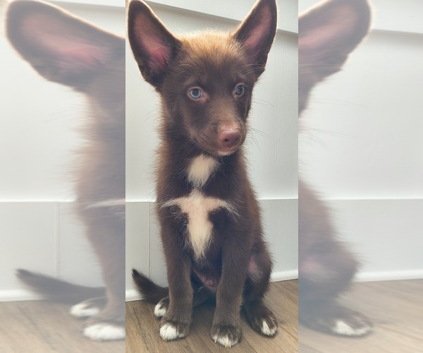 Medium Photo #1 Pomsky Puppy For Sale in CHARLOTTE, NC, USA