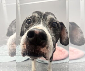 Harlan - Male American Pit Bull Terrier-Unknown Mix Dog for Adoption - Photo #2