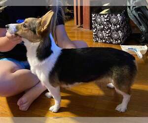 Mother of the Pembroke Welsh Corgi puppies born on 12/03/2021