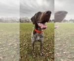 Small #3 German Shorthaired Pointer