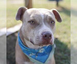 American Staffordshire Terrier Dogs for adoption in San Antonio, TX, USA