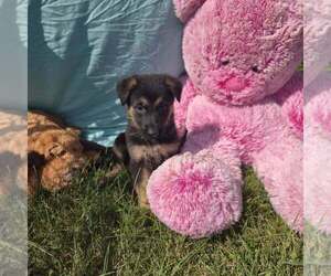 German Shepherd Dog Puppy for sale in RIGA, MI, USA