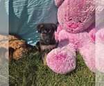 Small German Shepherd Dog