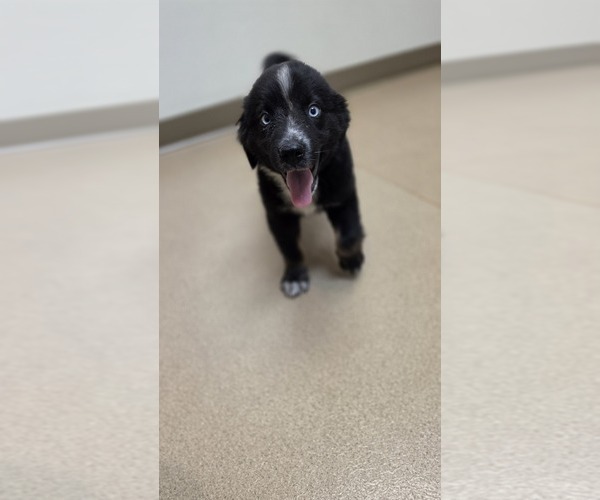 Medium Photo #3 Miniature Australian Shepherd Puppy For Sale in MILTON, WI, USA