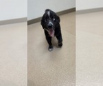 Georgie - Male Miniature Australian Shepherd Puppy for Sale - Photo #3