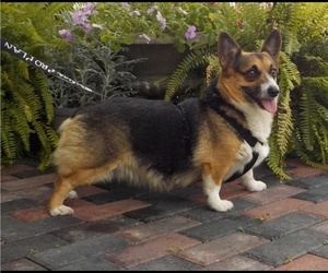 Mother of the Pembroke Welsh Corgi puppies born on 03/28/2020