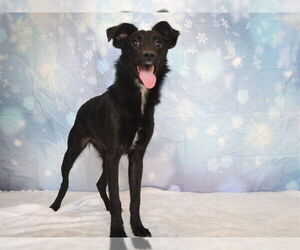 Australian Kelpie Dogs for adoption in Oroville, CA, USA