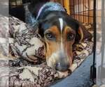Small #6 Bluetick Coonhound
