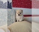 Small Photo #2 Pomeranian Puppy For Sale in CHEYENNE, WY, USA