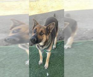 Medium German Shepherd Dog